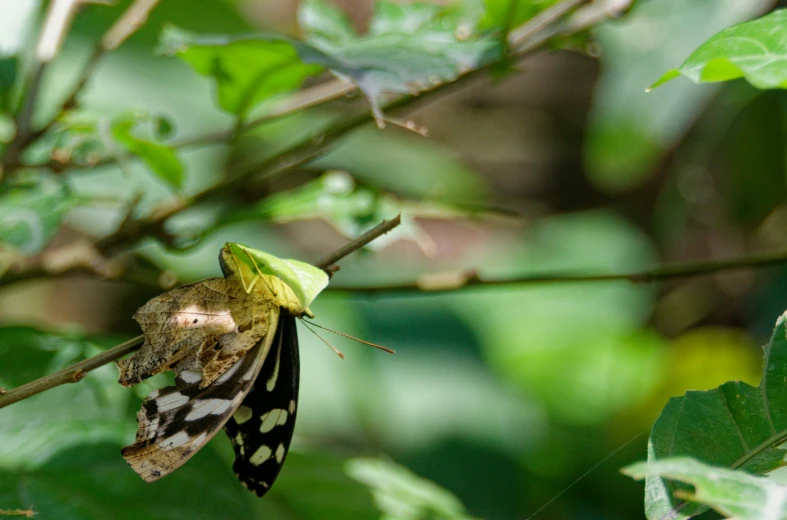 a erfly hanging off a leaf from the tree