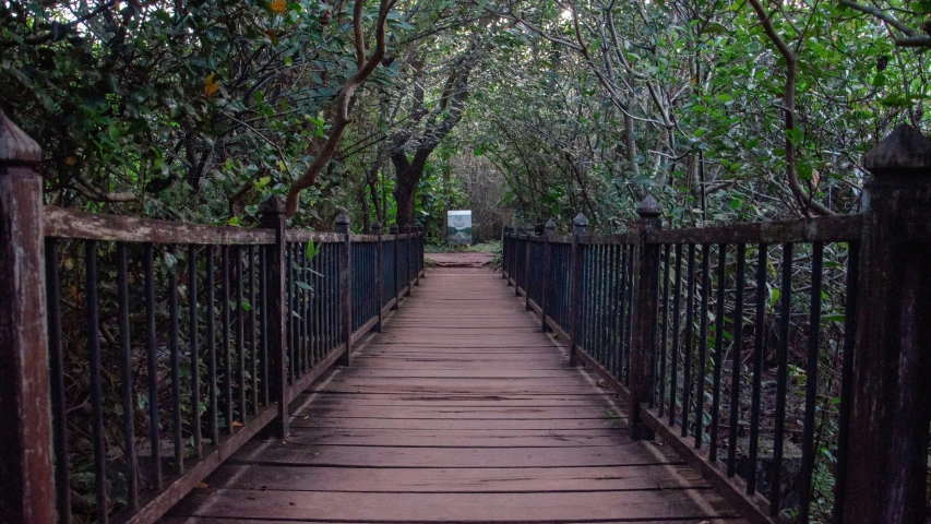 a walkway through a forest with trees on either side