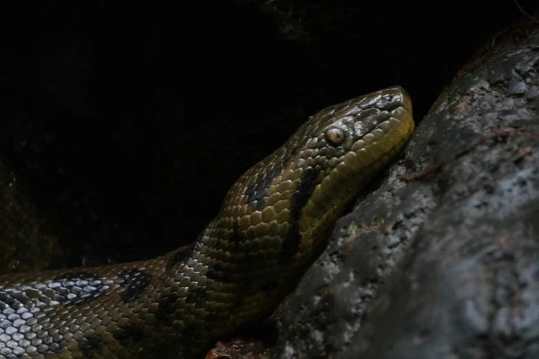 a snake crawling over the side of a tree trunk