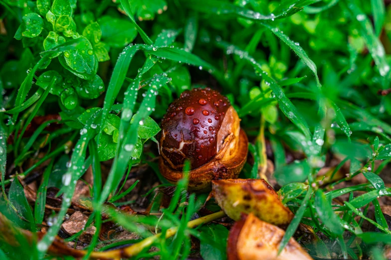 a mushroom is in the grass covered with rain drops