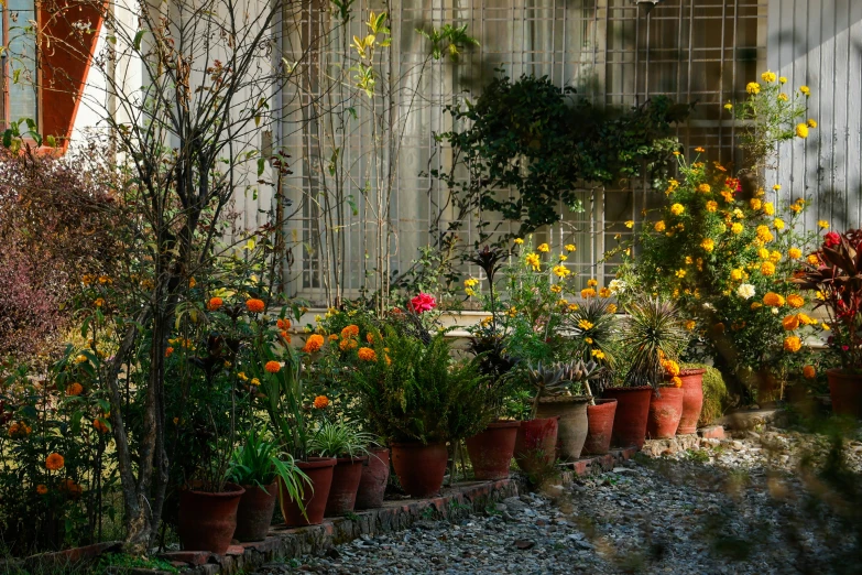 a row of potted flowers outside of a building