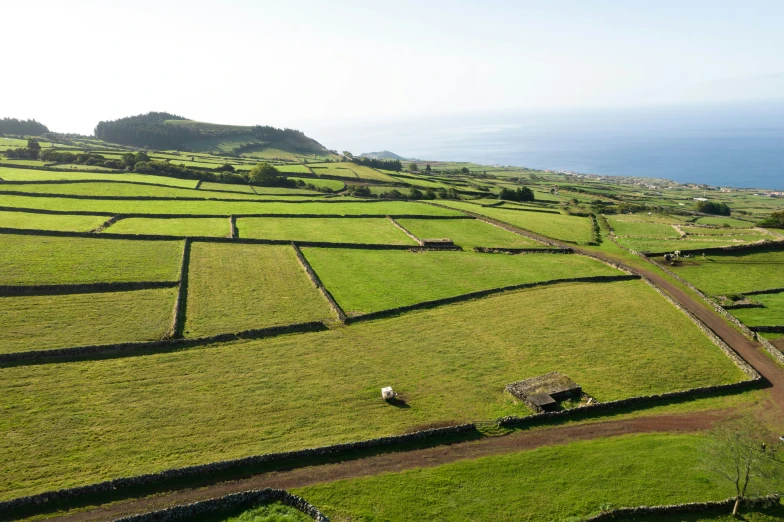 several sheep are grazing in a large grass covered field