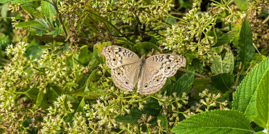 the erfly is sitting on the green plant