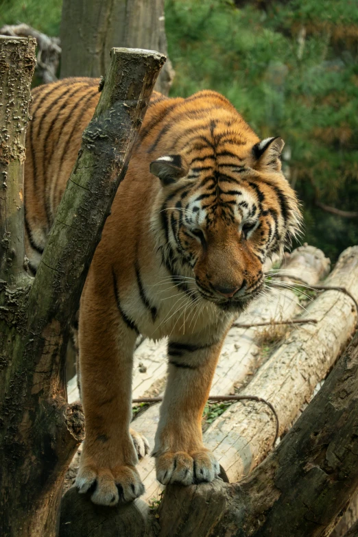 a tiger walking across a tree log in its habitat