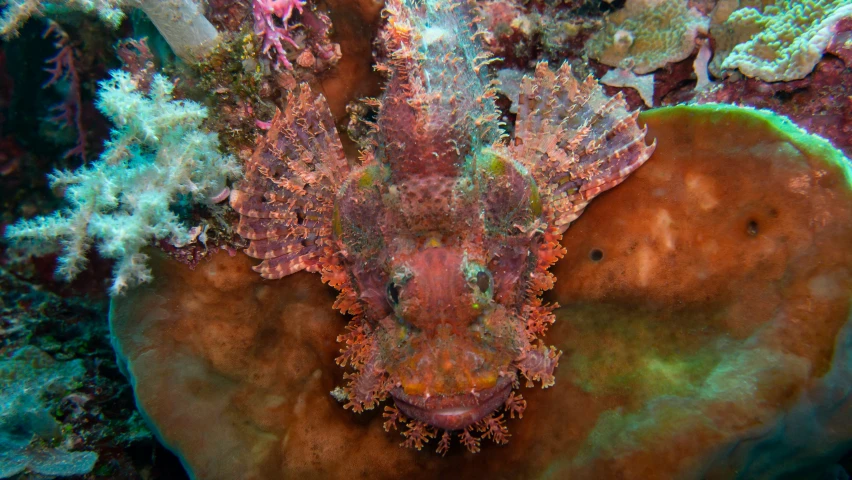 a reef fish sitting in the sea and its habitat