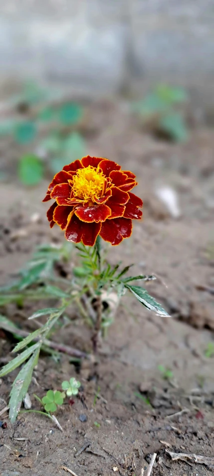 a lone orange flower with yellow center sitting in the dirt