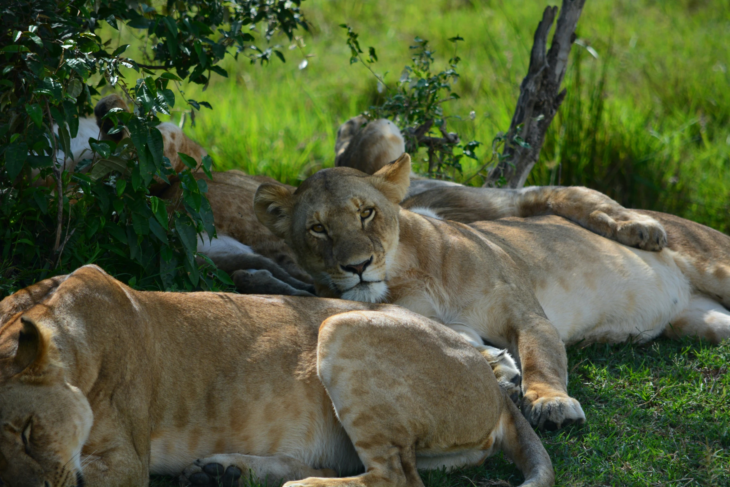 two adult lions are lounging together on the grass