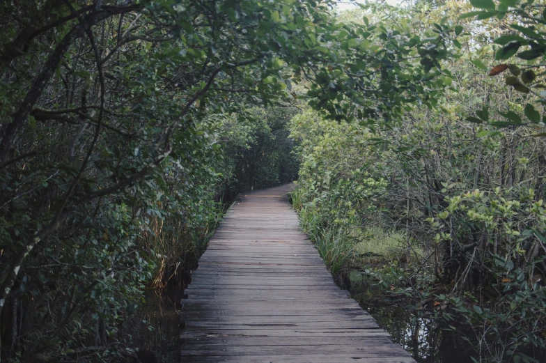 a wooden path going through dense trees with water