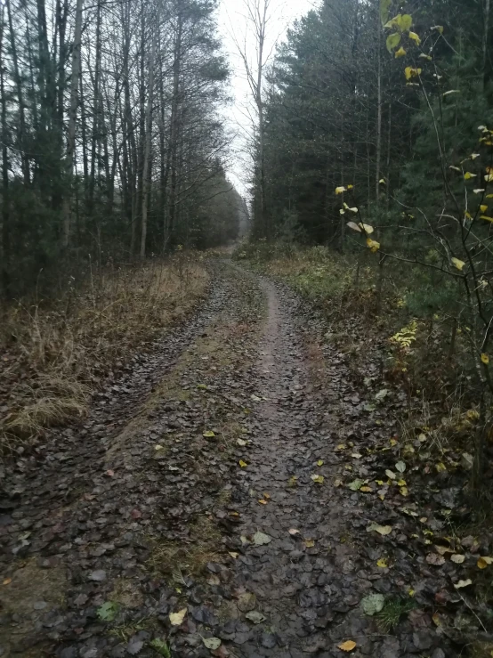 a dirt path through the woods surrounded by trees