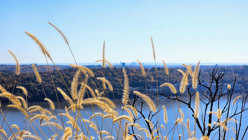 some tall grass that are in front of the water