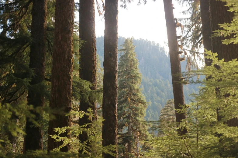 trees and grass are in a forest area