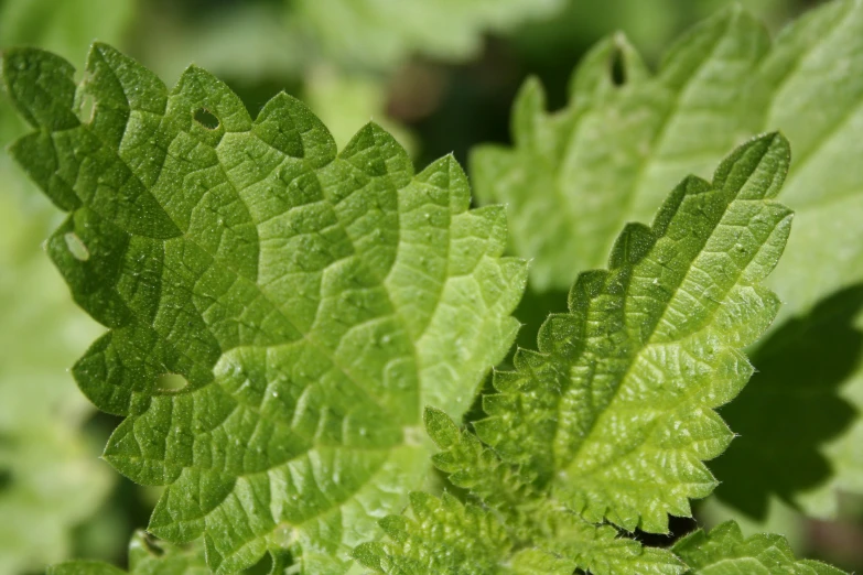 the leaves of a green plant in close up