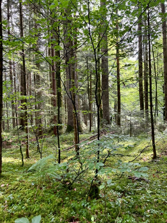 a path in a wooded area with lots of trees