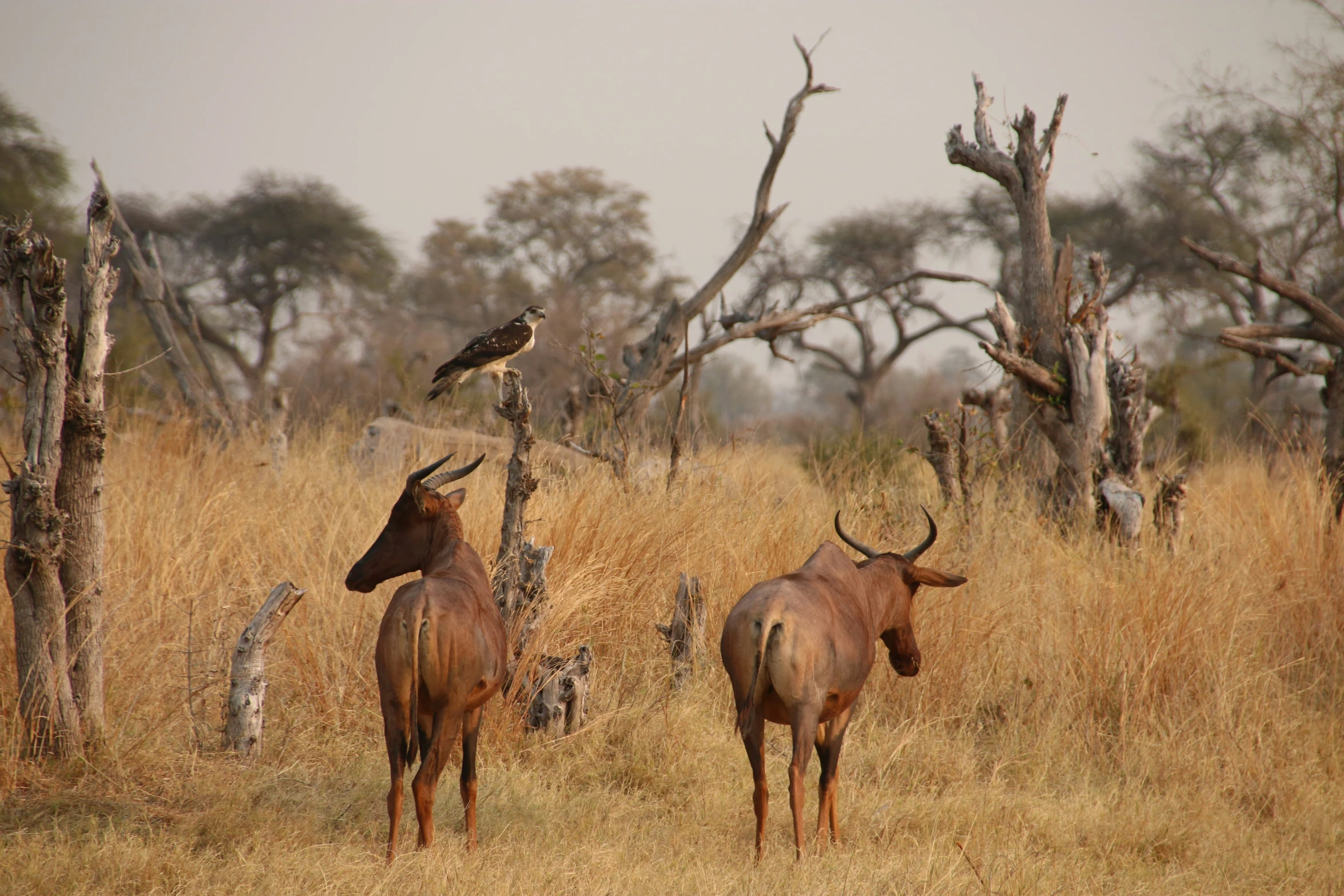 two horned animals standing next to trees in a field