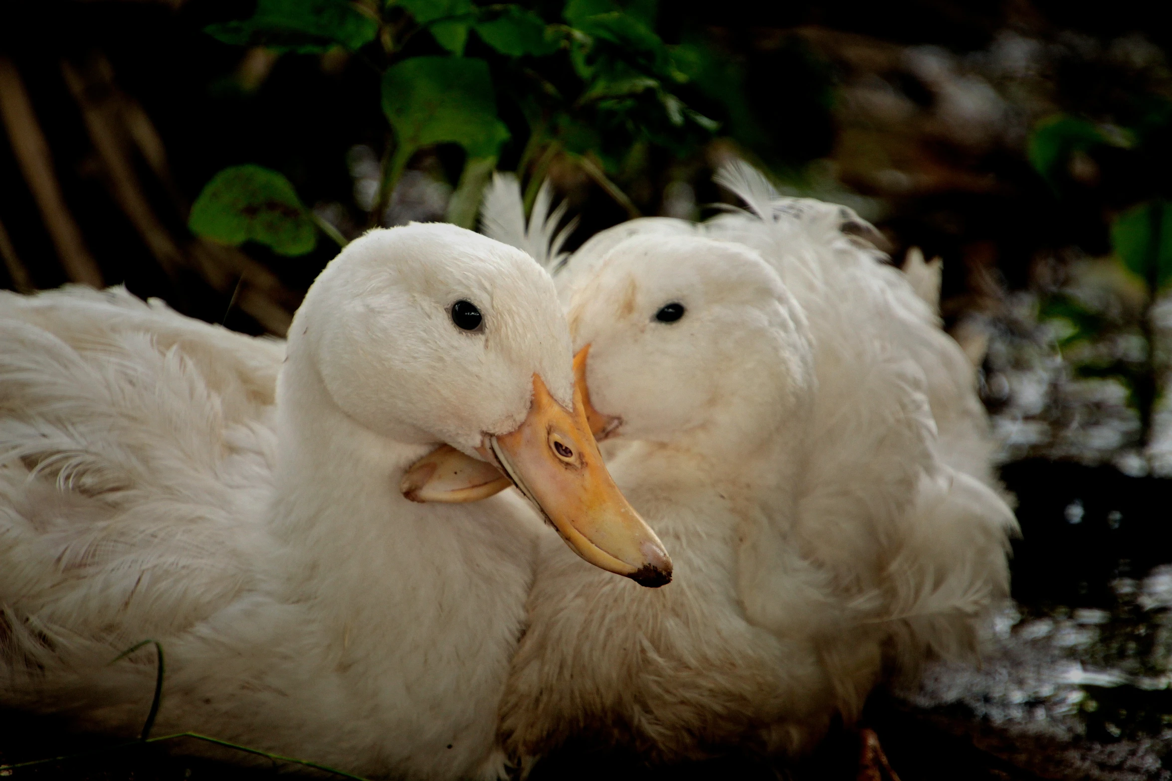 two white ducks are sitting together by the water