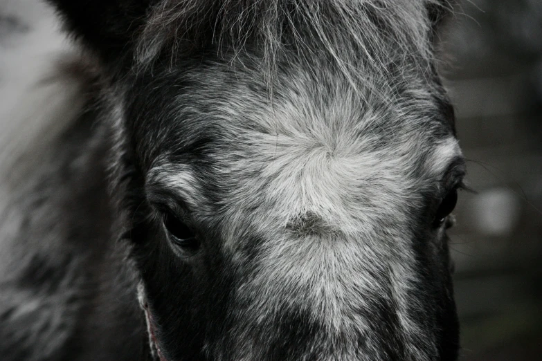 a horse that has its nose to the camera