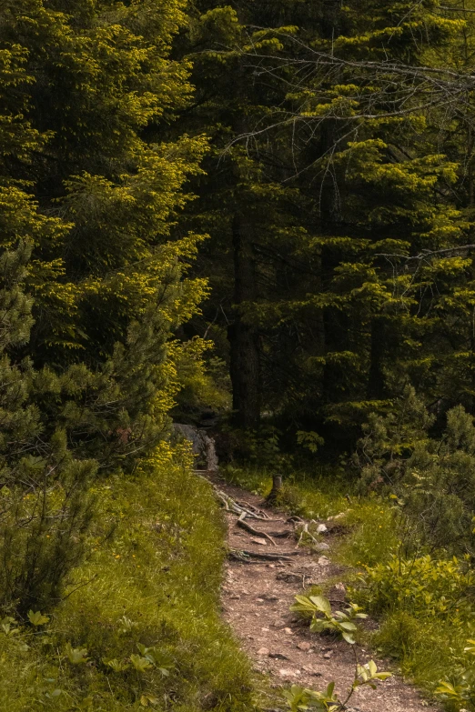 there are trees in the background, and two yellow benches along a trail