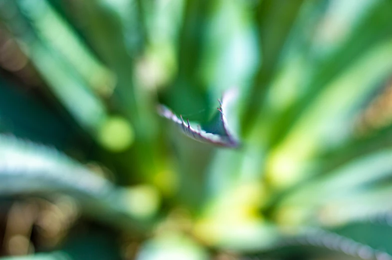 a cactus plant with lots of green leaves