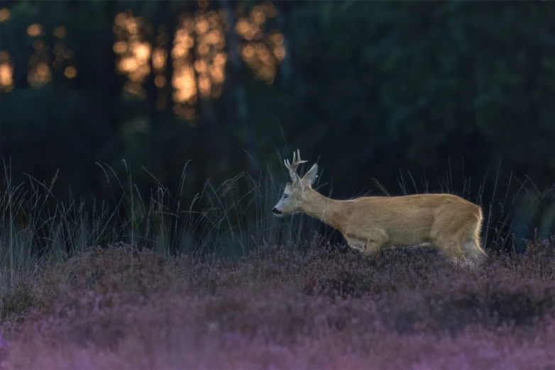 a deer stands alone in the dark field