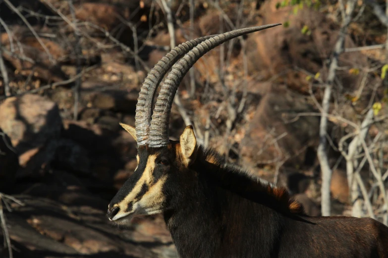 an animal with large horns standing in the wild