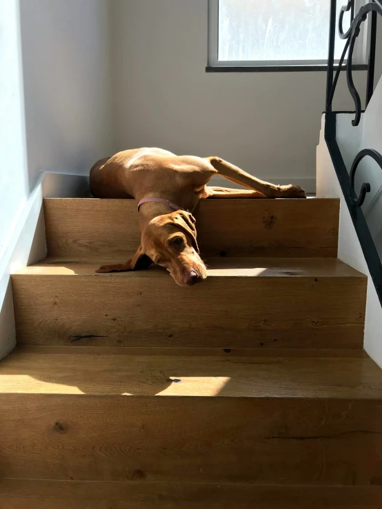 a dog laying on the steps under the stairs