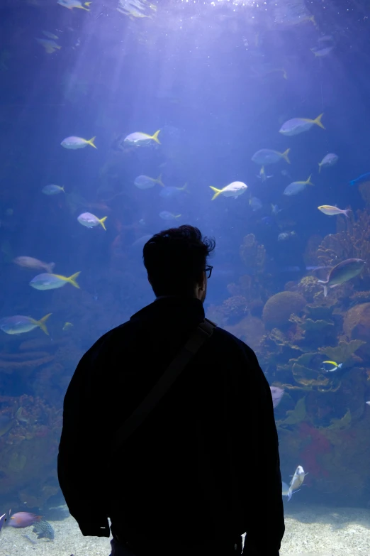 a person looking at an aquarium with a lot of fish