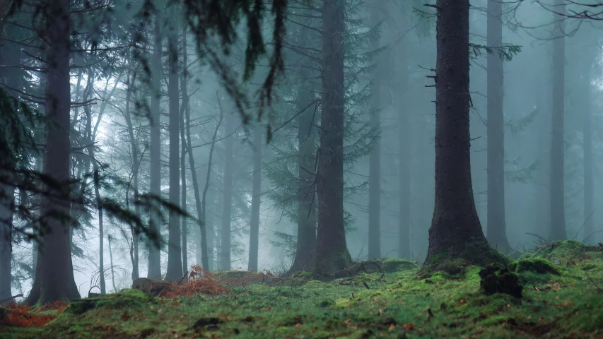 trees in the fog with green moss and grass
