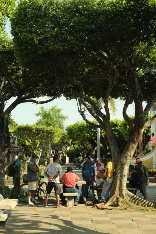 people sitting and walking around a tree lined park