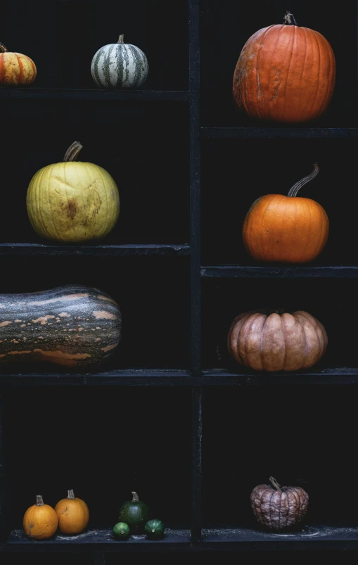 pumpkins sitting in a row with different varieties