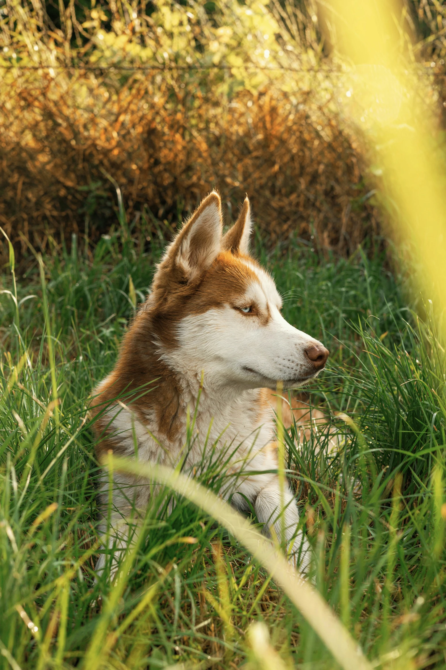 a husky laying in the middle of tall green grass