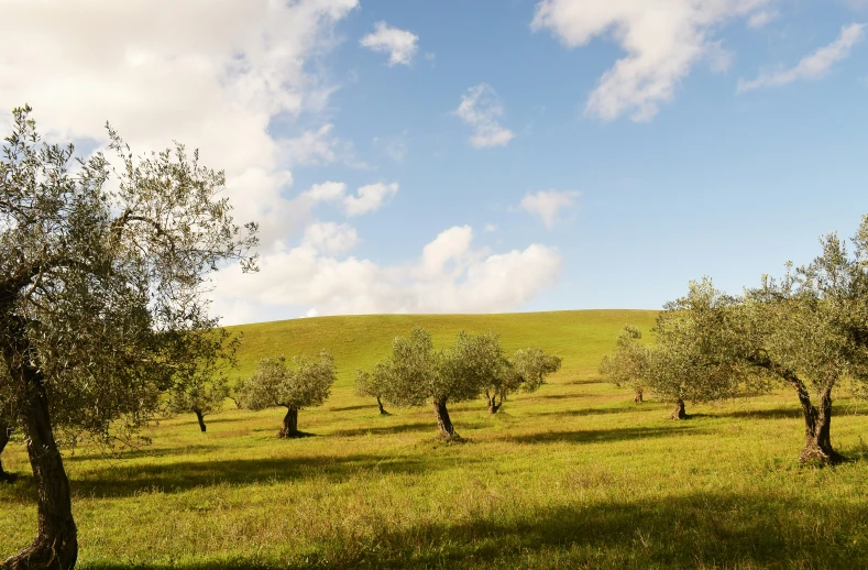 a field full of trees next to a hill