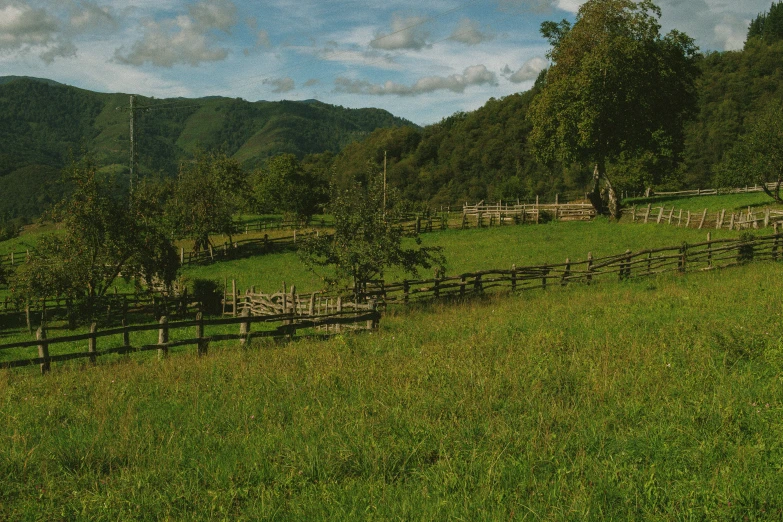 green landscape with wooden fence and trees on the side