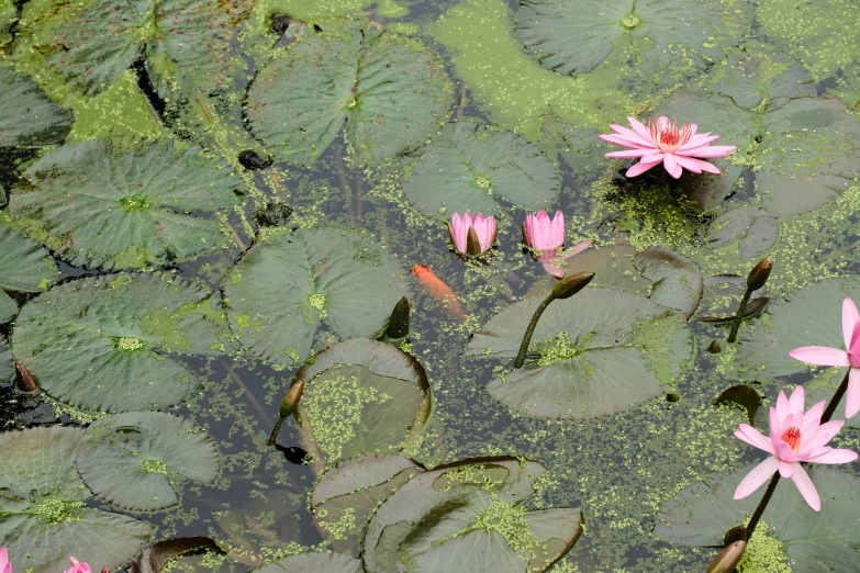 a group of flowers blooming among green water lilies