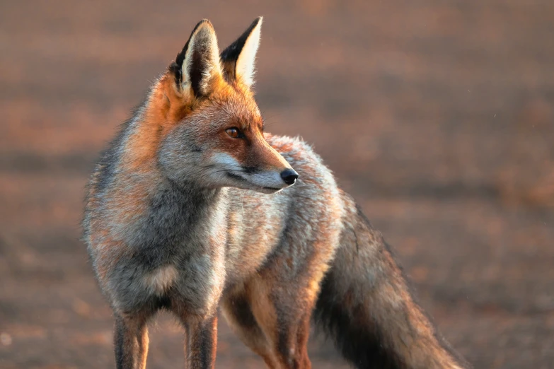 a close up s of a fox's face