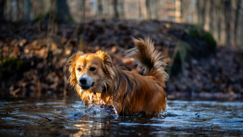 a dog playing in the water with a frisbee