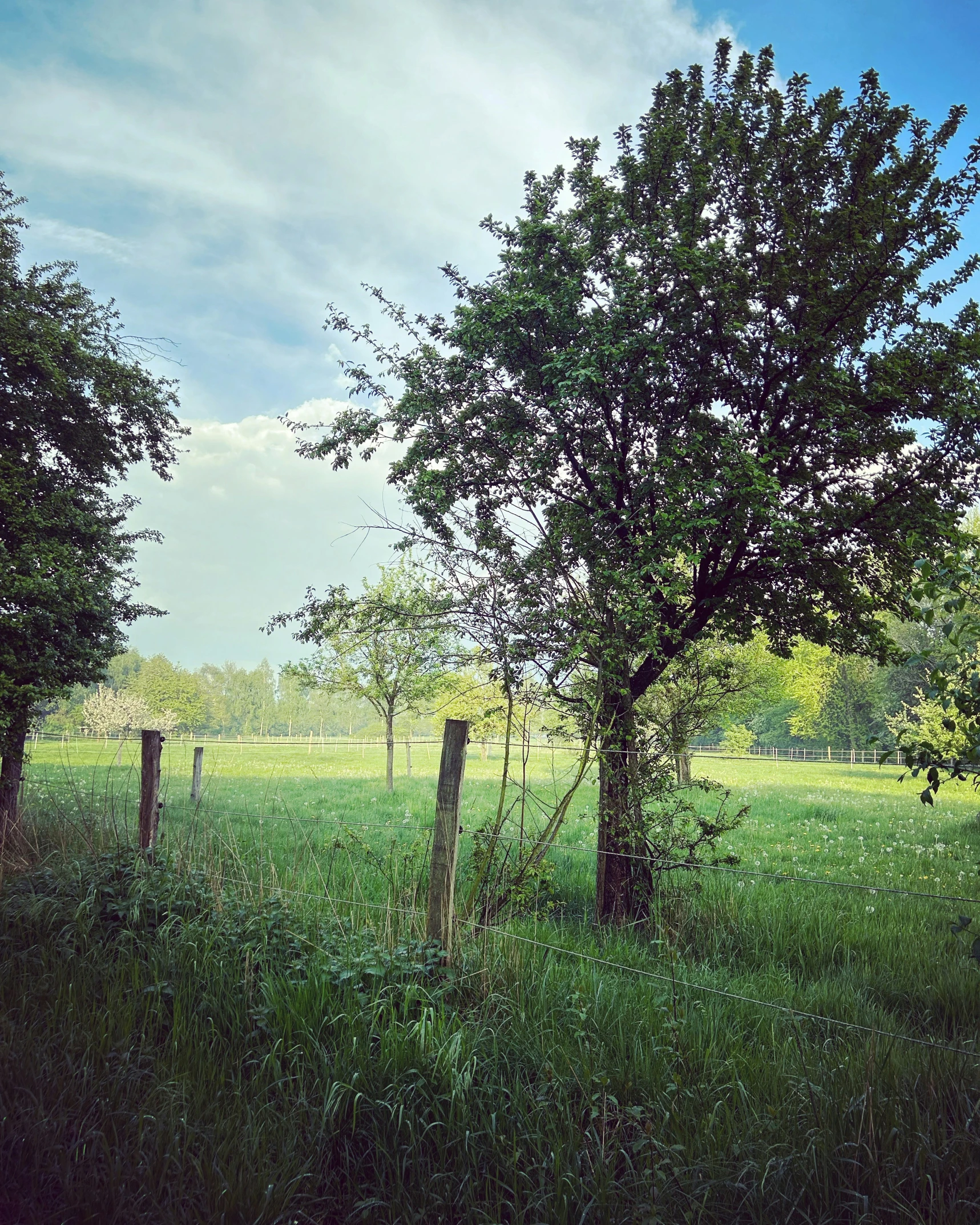 a tree sitting in the middle of a lush green field