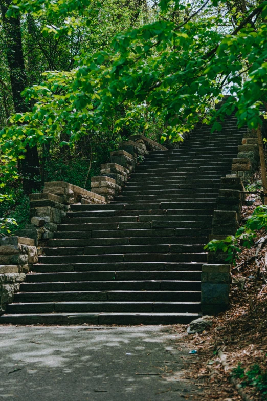 many steps going through a dense green forest