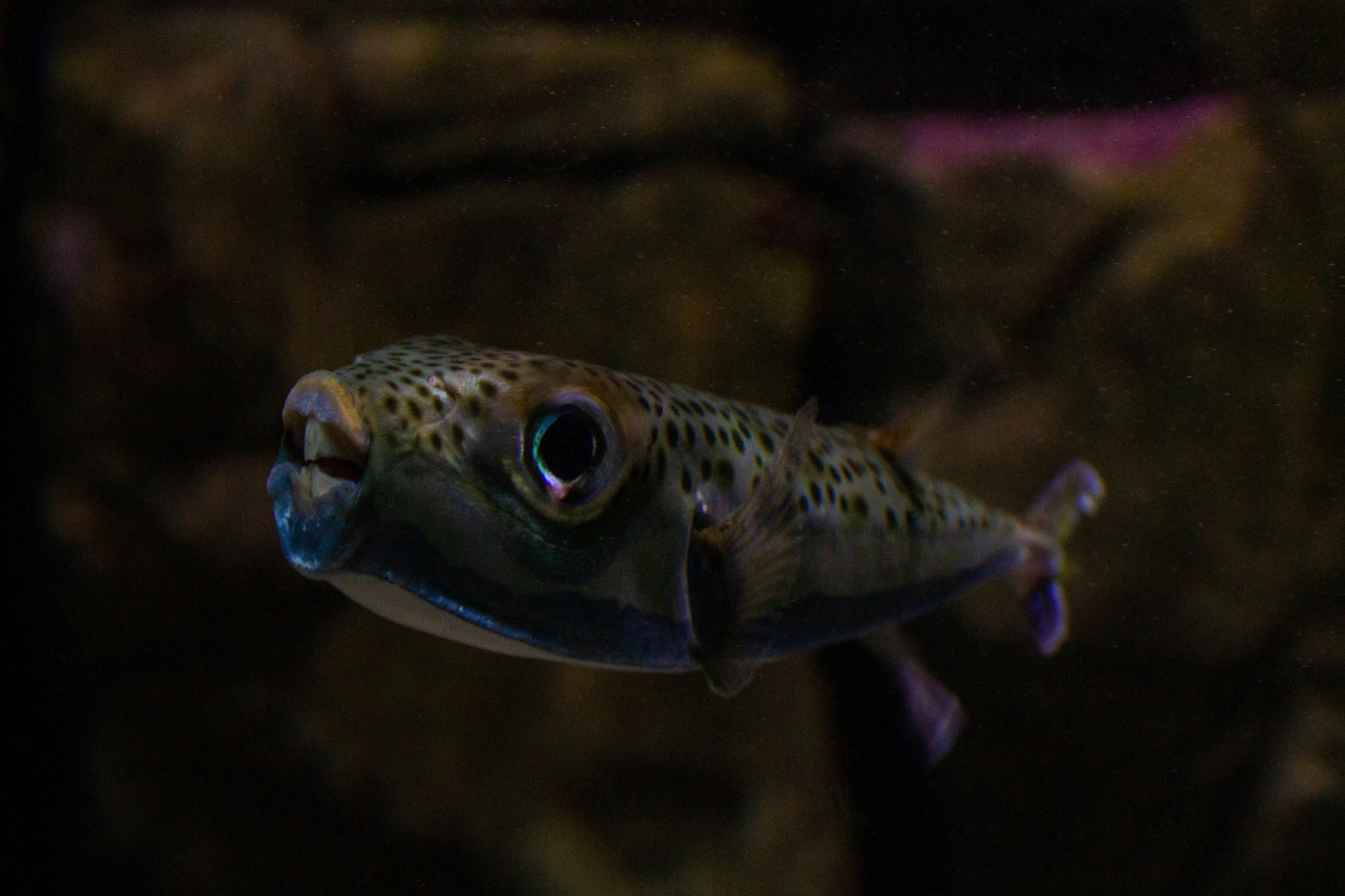 small fish in dark room with blurred light