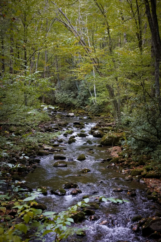 a stream in the middle of the woods surrounded by leaves and trees