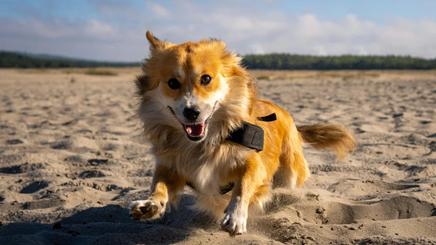 a dog on the beach playing with a toy