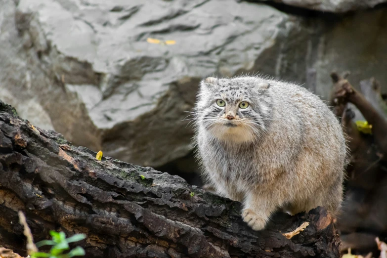 a little gray animal walking on the edge of a tree nch