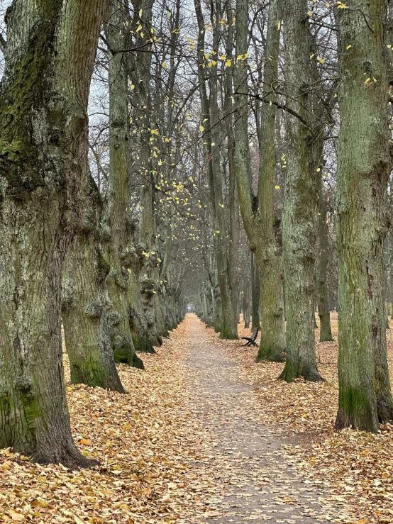 a pathway is lined with trees in the fall