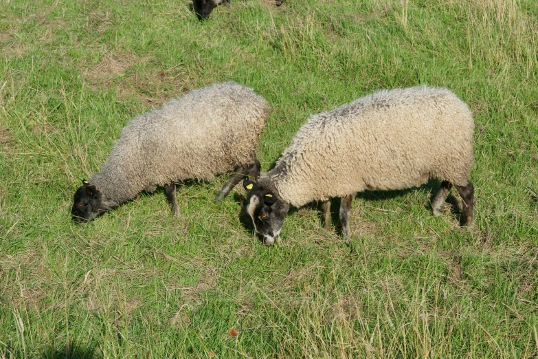 two sheep grazing on green grass in a field