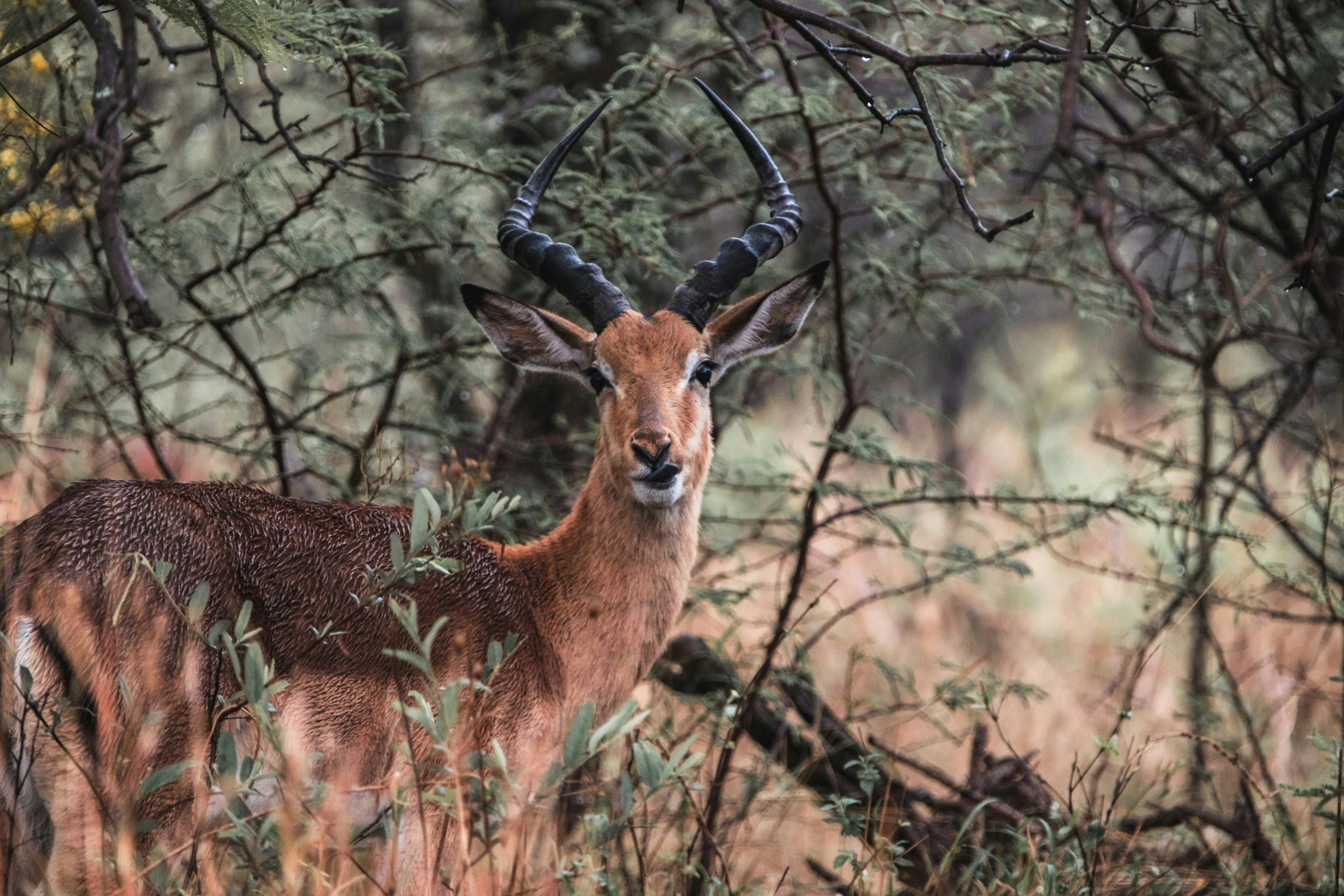 a deer with long horns standing in the woods