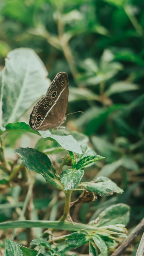 a small brown erfly sitting on top of green leaves