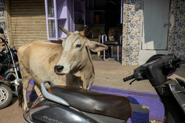 a brown cow standing on top of a motorcycle