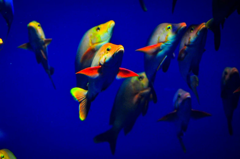 a large group of colorful fish swimming together