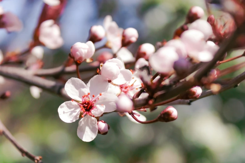 an almond tree with blossoms of white and pink