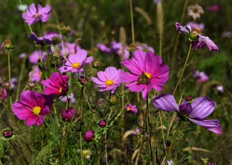 the bee is sitting on the purple flowers