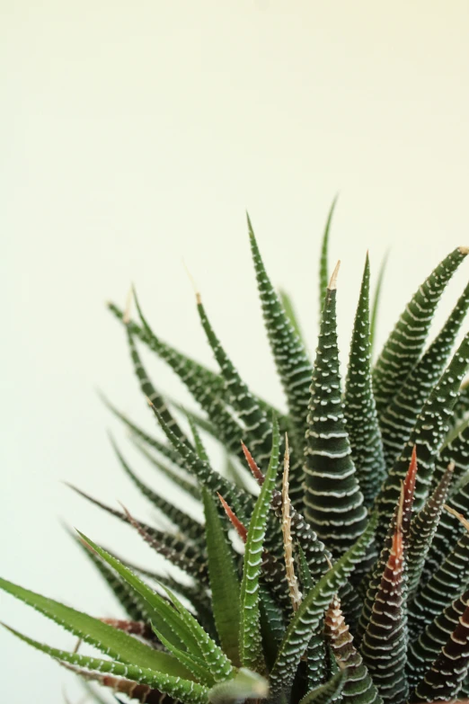 an image of a closeup of a succulent plant